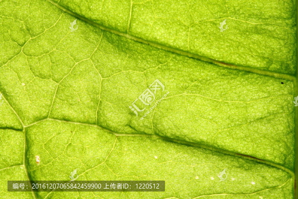綠色的葉脈
