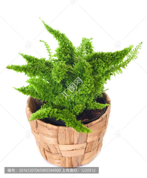 窗口植物Nephrolepis,exaltata