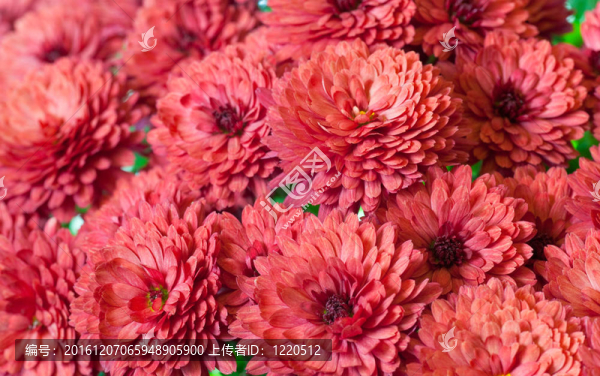 菊花