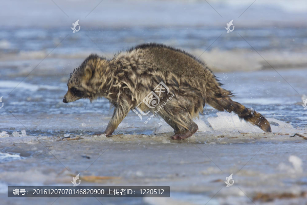 浣熊