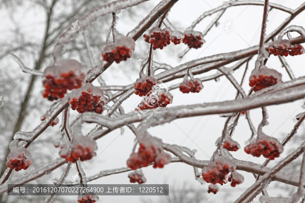 冰雪覆蓋的山莓漿果