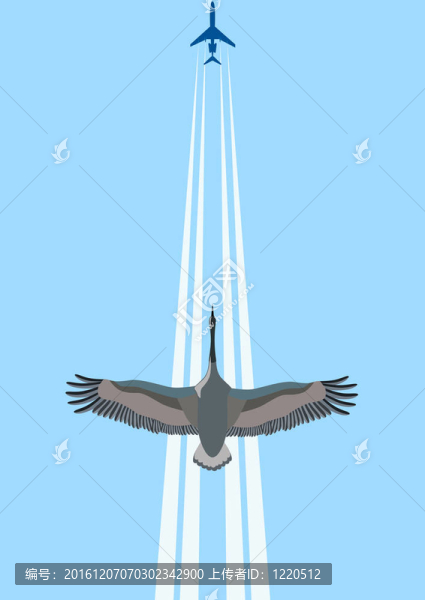 空中飛翔的鳥