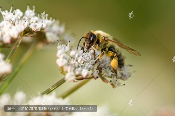 蜜蜂