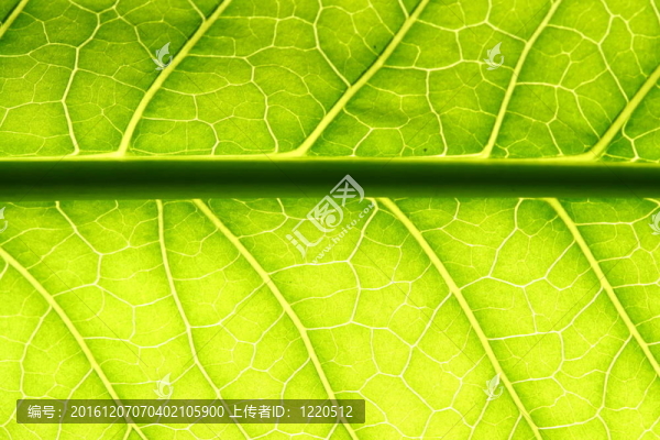 綠色的葉脈