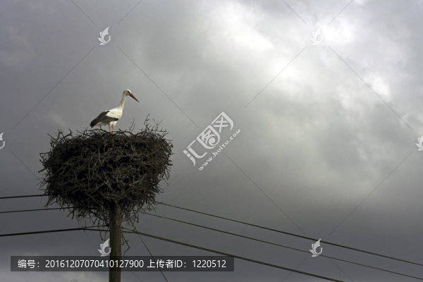 鸛