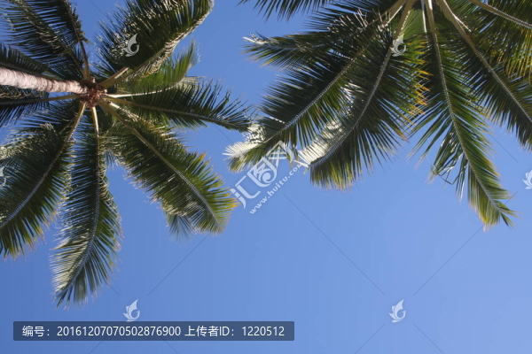 兩棵棕櫚樹
