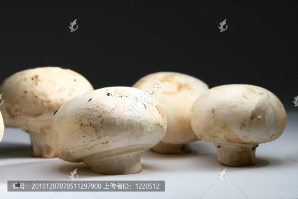 香菇