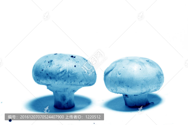 香菇