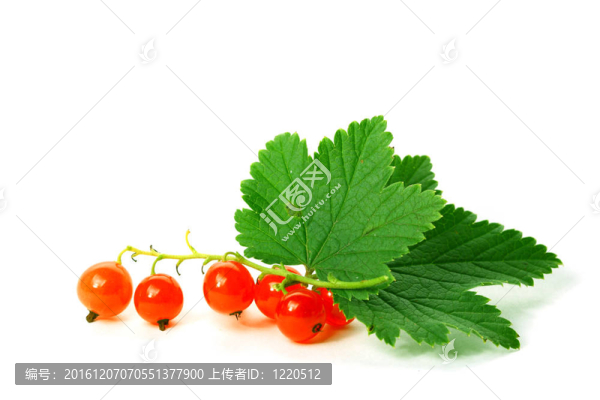 孤立的紅醋栗葉