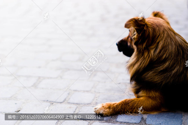 狗