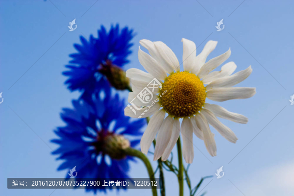花
