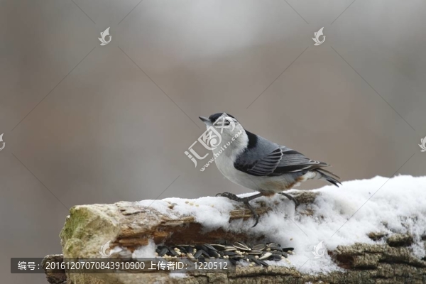白胸鳾
