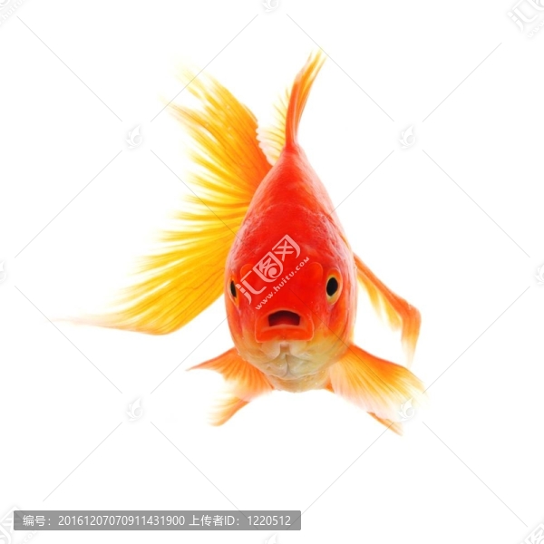 金魚(yú)