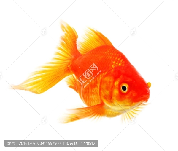 金魚