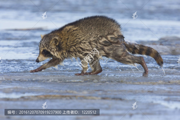 浣熊