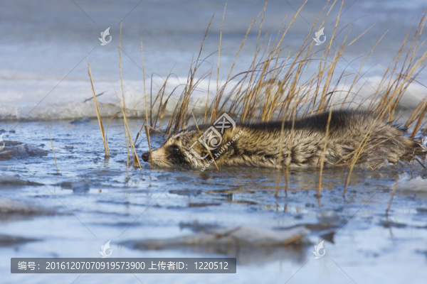 浣熊