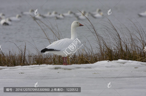 雪鵝