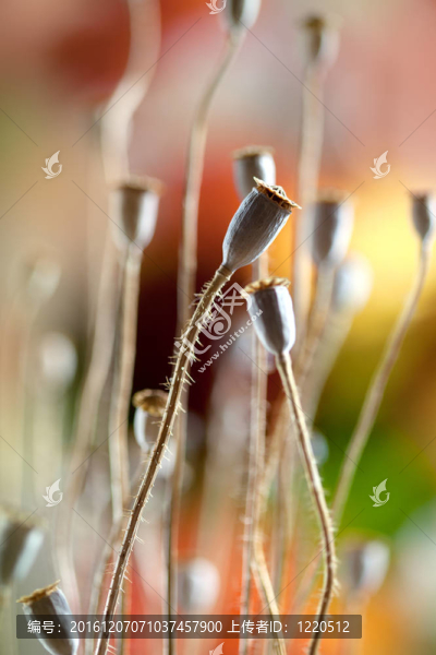 罌粟花莢
