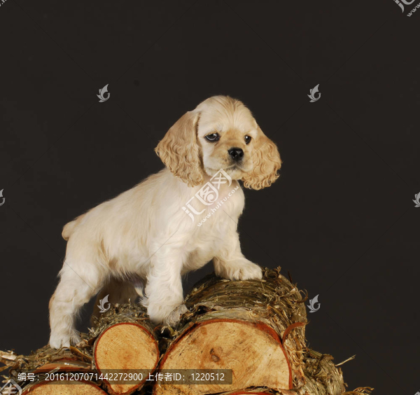 木樁上的幼犬攀登