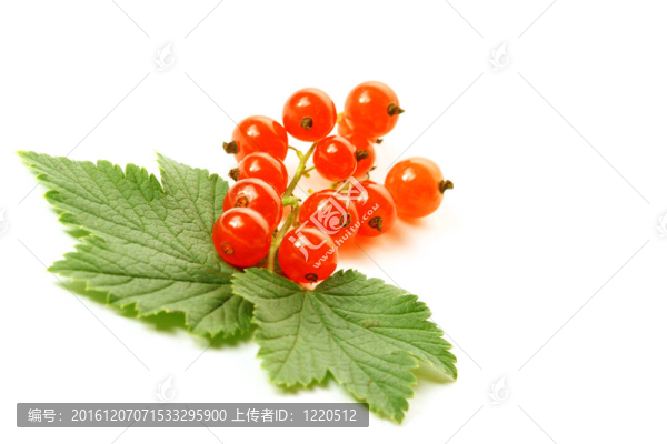 孤立的紅醋栗葉