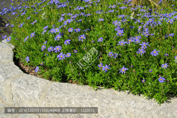 瑪格麗特02花園