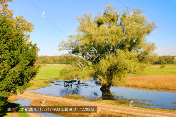 Woerlitz,willow,tree英語的理由