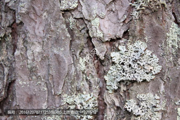 松樹皮上的Lichen