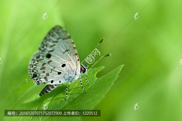 蝴蝶花