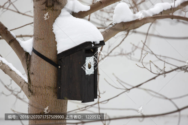 冬天的鳥(niǎo)巢