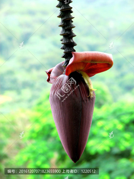 香蕉花