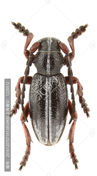 pedestredorcadion七