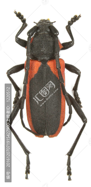 purpuricenus,kaehleri