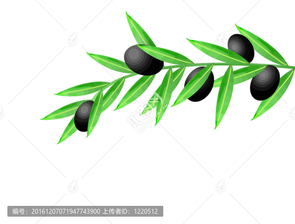 橄欖枝