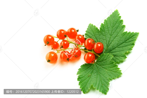 孤立的紅醋栗葉