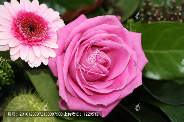 粉紅色的玫瑰和非洲菊