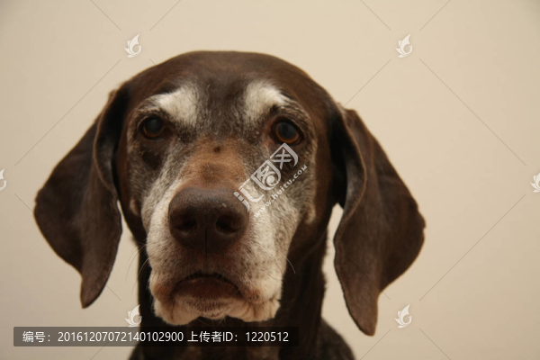 德國高級指針