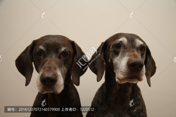高級(jí)指針姐妹