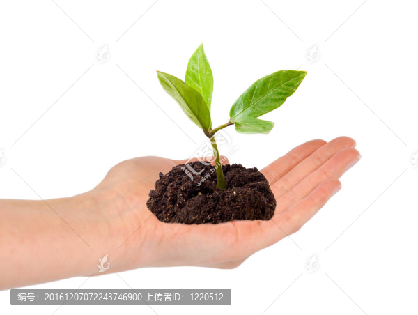 綠色植物開放的手