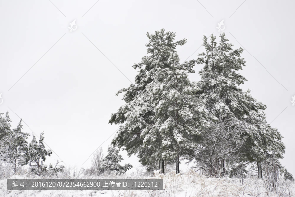 冬季景觀。毛皮樹生長。鮮雪躺在厚厚的一層。