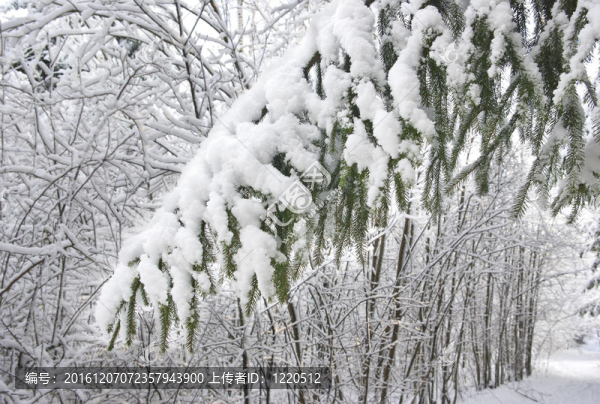 雪中毛皮樹的大樹枝。