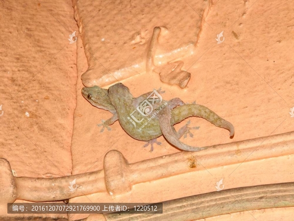 壁虎（Hemidactylus,frenatus）