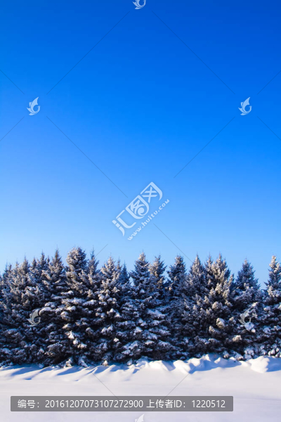 冬季景觀云杉雪和藍(lán)天