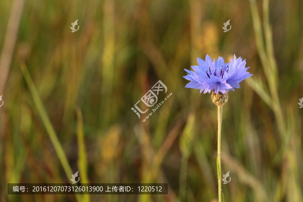 藍色的矢車菊