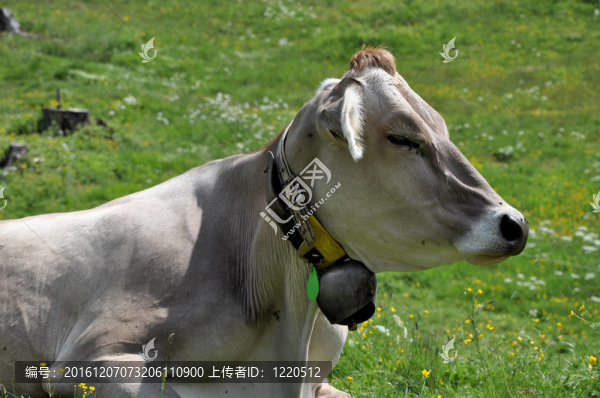 奶牛牧場(chǎng)；盧科馬諾通5