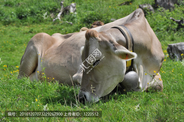 奶牛牧場(chǎng)；盧科馬諾通7