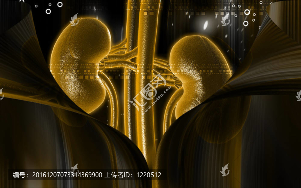 腎