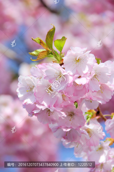 櫻花27