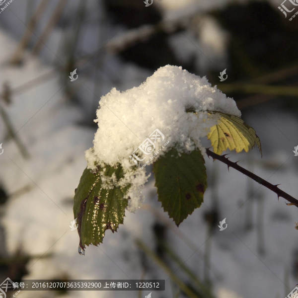 雪在葉