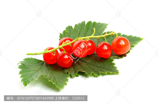 孤立的紅醋栗葉