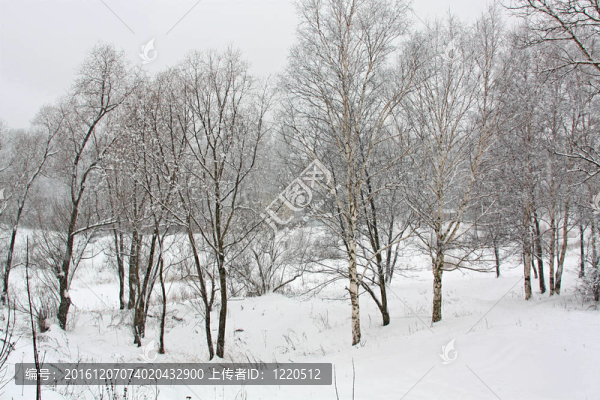 雪下的樹。降雪